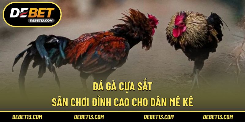 Đá gà cựa sắt